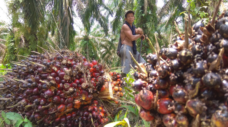 Konflik Lahan Warga dan Perusahaan Sawit Makin Memanas