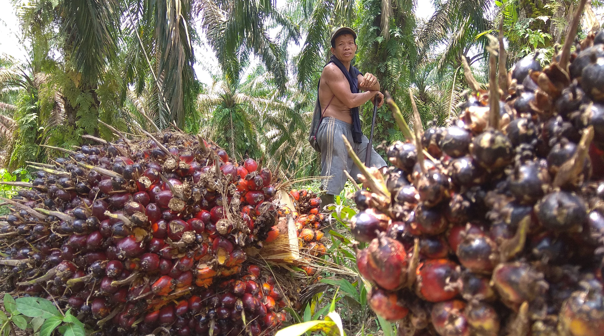 Konflik Lahan Warga dan Perusahaan Sawit Makin Memanas Konflik Lahan Warga dan Perusahaan Sawit Makin Memanas